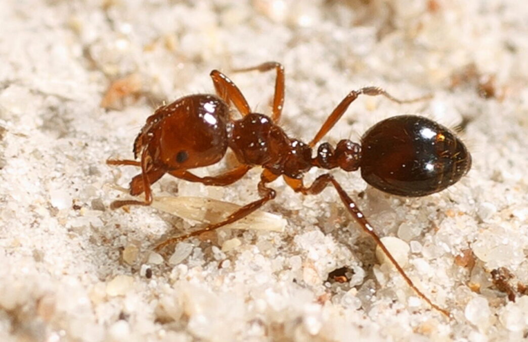 PC é atacado por formigas (4)