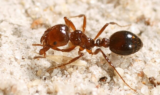 PC é atacado por formigas (4)