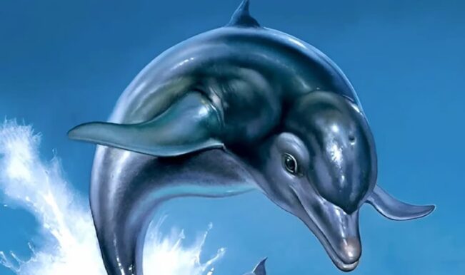 Ecco the Dolphin