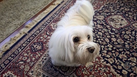 galaxy s25 ultra galaxy s25 ultra